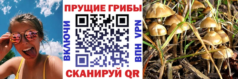 Купить закладки  Зима  Псилоцибиновые грибы мухоморы 